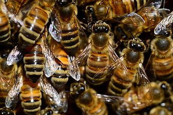 Macro close-up of honey bees in a dense swarm