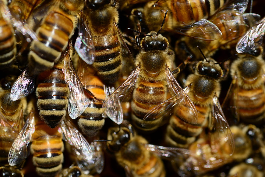Macro close-up of honey bees in a dense swarm