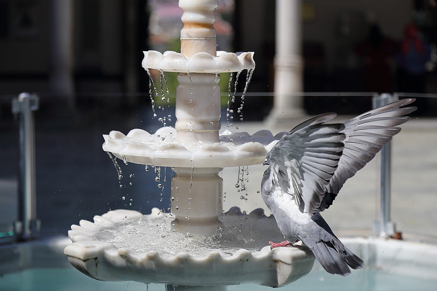 Pigeon with spread wings perched on a white marble fountain