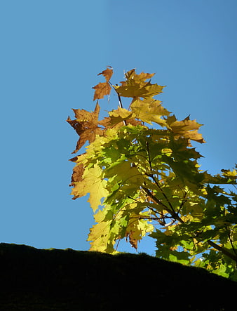 Autumn Maple Leaves Against Blue Sky