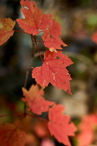Close-up of vibrant red maple leaves in autumn