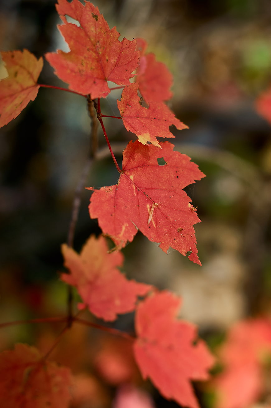 Close-up of vibrant red maple leaves in autumn