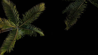 Palm tree fronds against a black night sky background