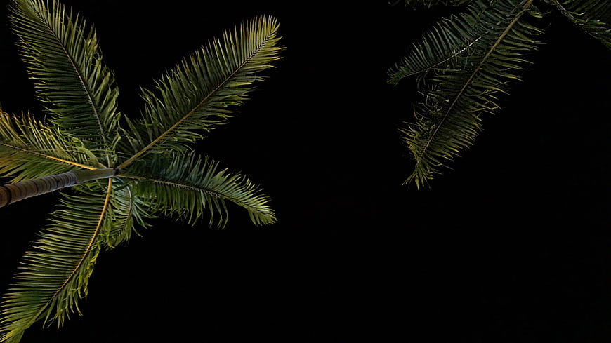 Palm tree fronds against a black night sky background