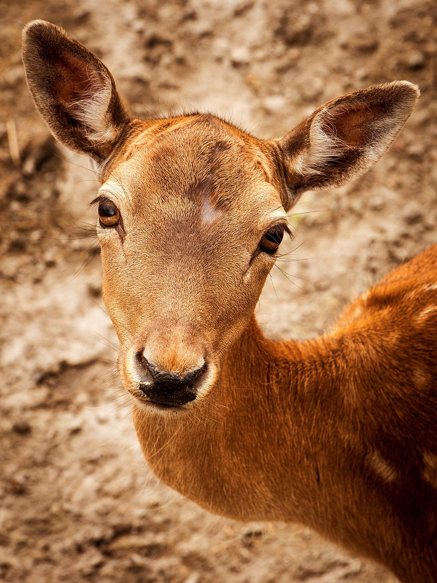 Close-up portrait of a young spotted deer looking at camera