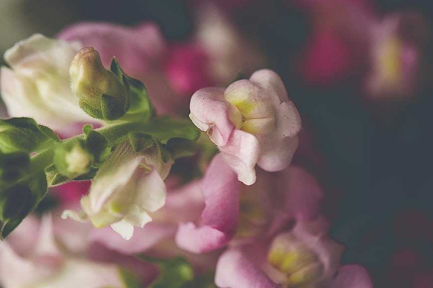 Close-up of Pink and White Snapdragon Flowers