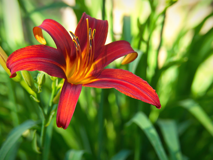 Vibrant Red Daylily Bloom in Green Garden