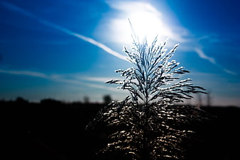 Silhouette of tall grass backlit by bright sun in blue sky