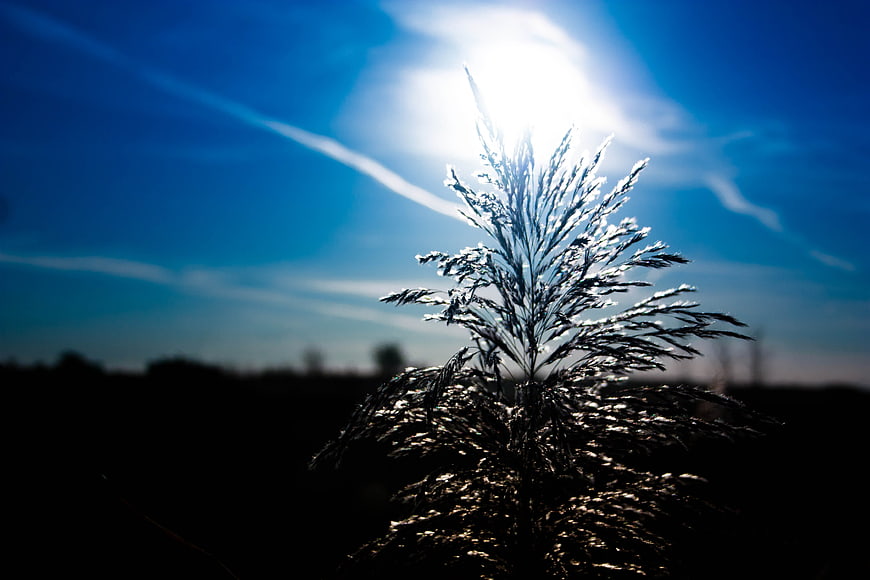 Silhouette of tall grass backlit by bright sun in blue sky