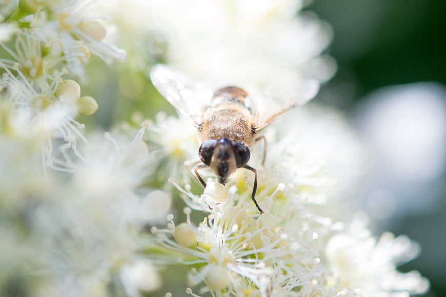 Close-up of a hoverfly on white flowers