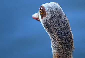 Close-up of Egyptian Goose Head with Blue Background