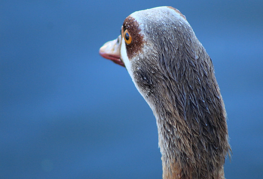 Close-up of Egyptian Goose Head with Blue Background