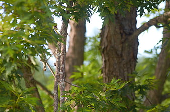 Close-up of Green Maple Leaves and Tree Bark