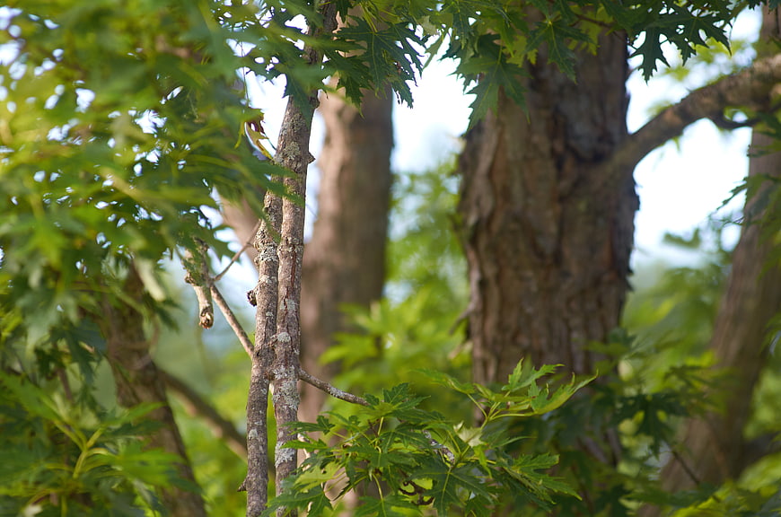 Close-up of Green Maple Leaves and Tree Bark