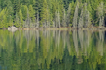 Serene Lake Reflection of Green Forest Trees