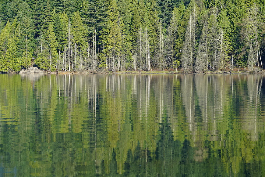 Serene Lake Reflection of Green Forest Trees