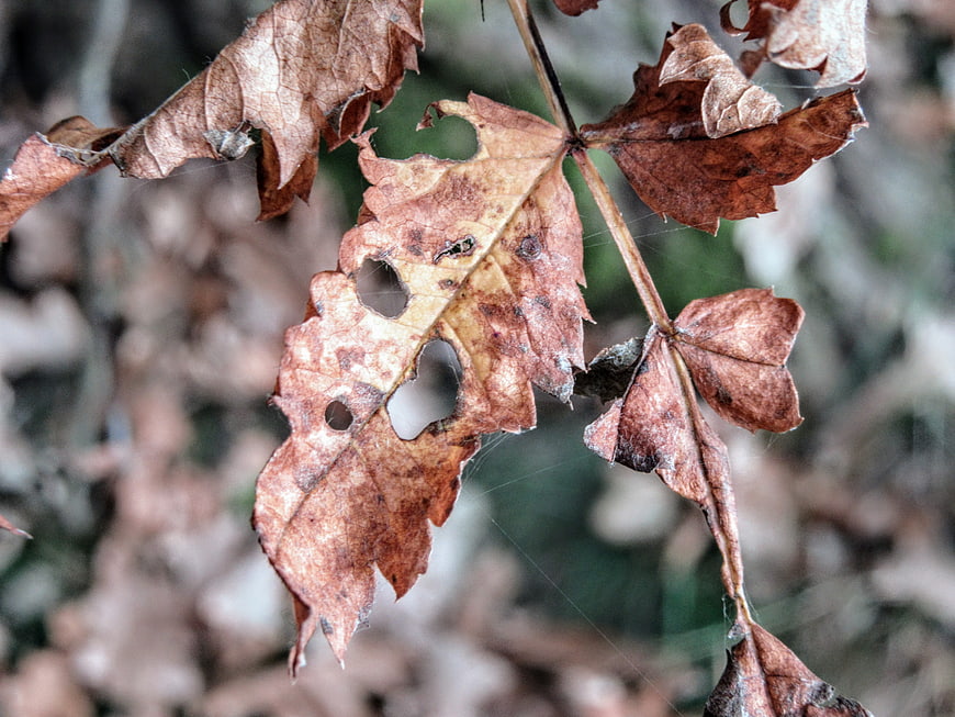Close-up of dried brown autumn leaves with holes