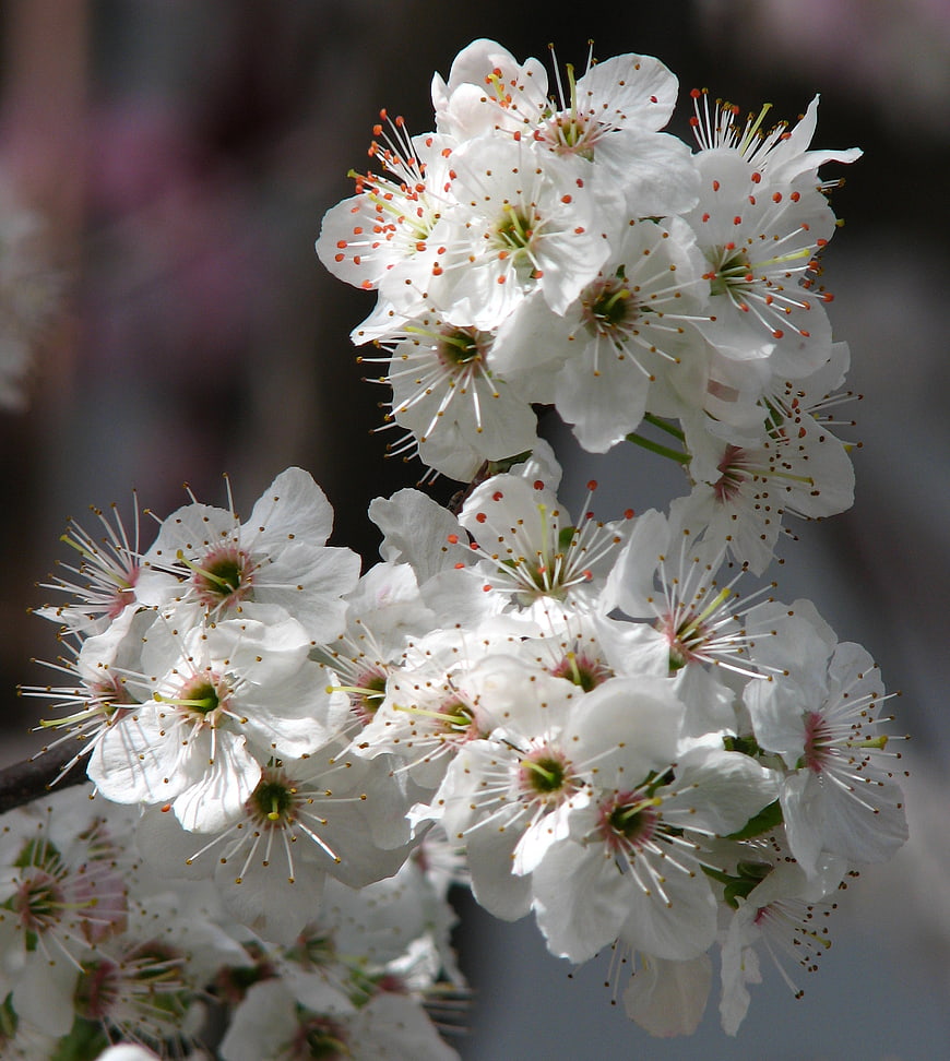 Close-up of white fruit tree blossoms with detailed stamens