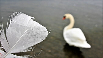 Close-up of a wet white swan feather with a blurred swan in the background