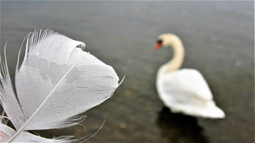 Close-up of a wet white swan feather with a blurred swan in the background