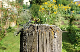 Green Dragonfly Perched on Weathered Wooden Post in Garden