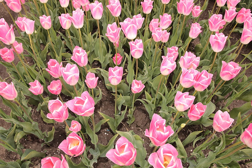 Pink Tulips Blooming in a Spring Garden Field