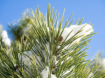 Close-up of Snowy Pine Branch Against Blue Sky