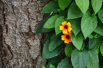 Black-eyed Susan Vines Climbing Tree Bark