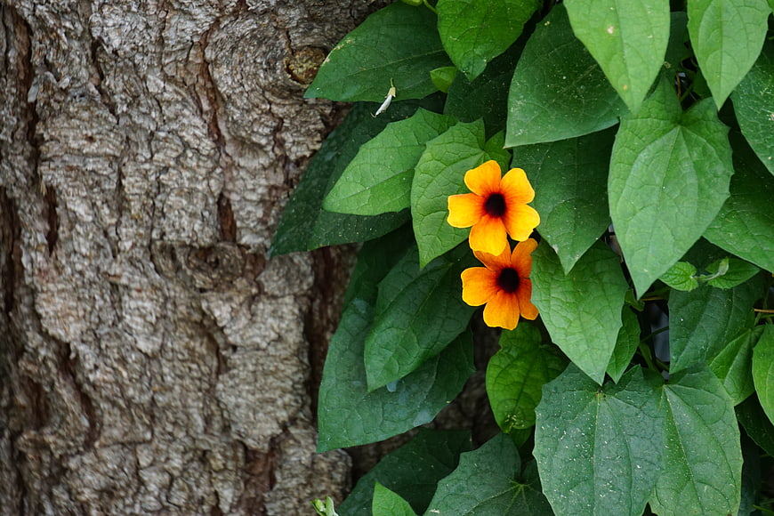 Black-eyed Susan Vines Climbing Tree Bark