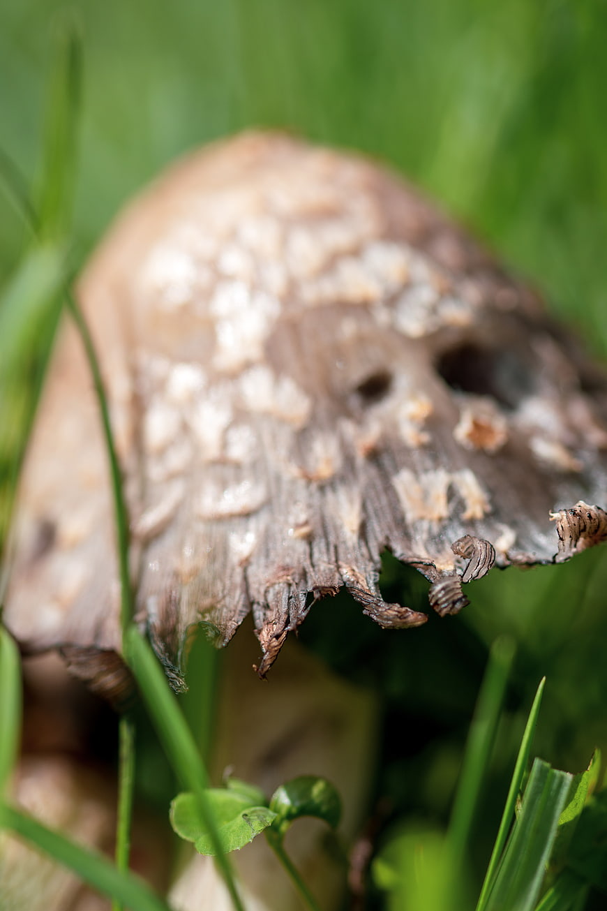 Close-up of decaying mushroom cap in green grass