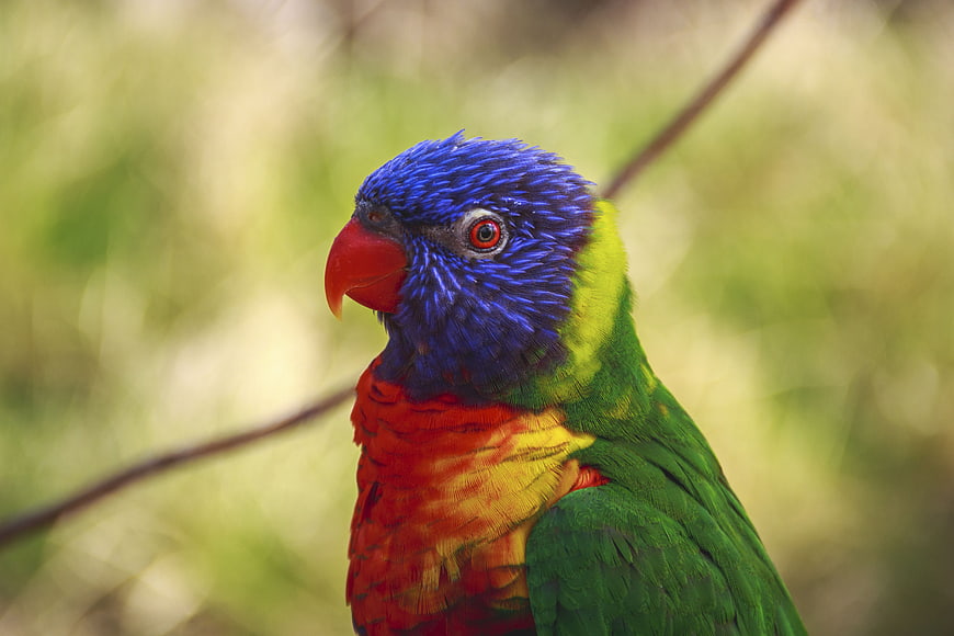 Close-up of a colorful Rainbow Lorikeet parrot