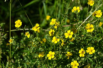 Bright yellow wildflowers blooming in green summer meadow