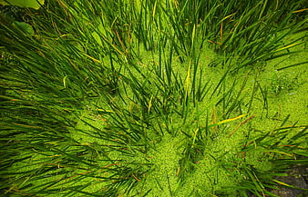 Duckweed and reeds in a pond
