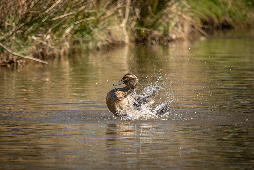 Mallard Duck Splashing Water in Pond