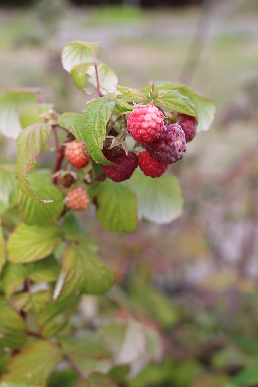 Fresh ripe raspberries on a bush branch