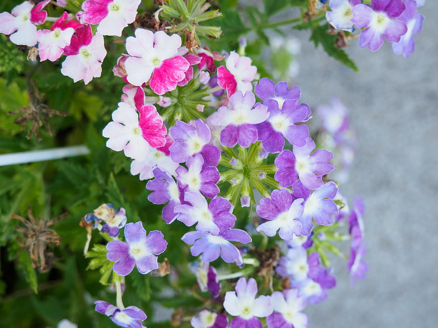 Close-up of Pink and Purple Verbena Flowers