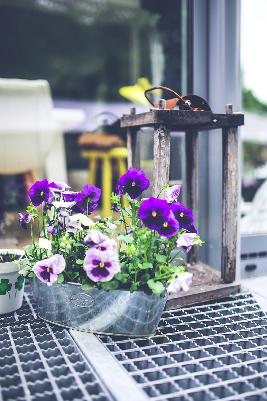 Purple pansies in metal planter with rustic lantern