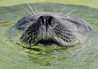 Close-up of a seal's nose and whiskers in green water