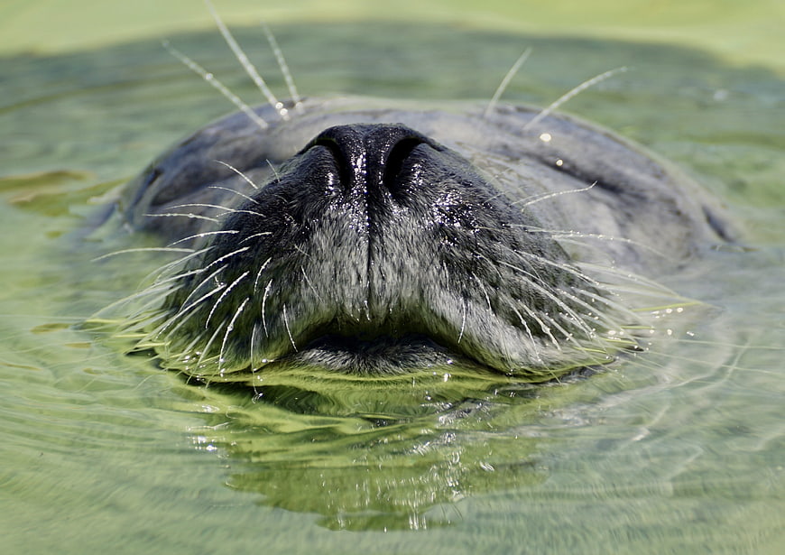 Close-up of a seal's nose and whiskers in green water