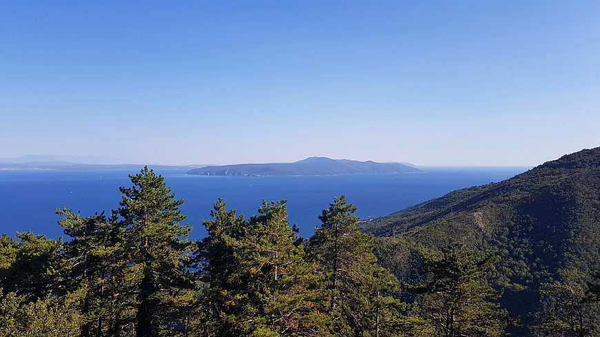 Panoramic coastal landscape with pine trees and distant island