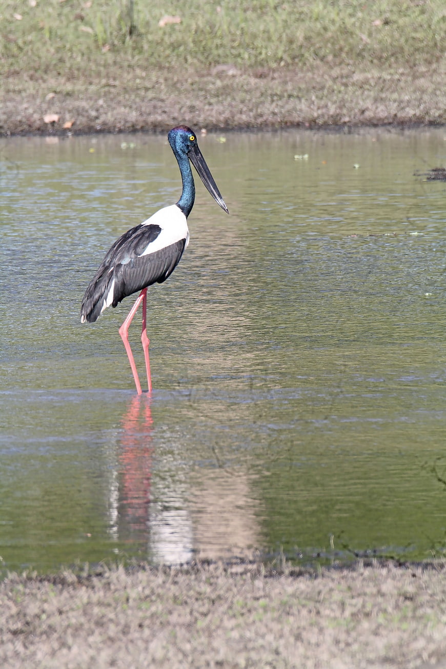 Black-necked Stork Standing in Shallow Water