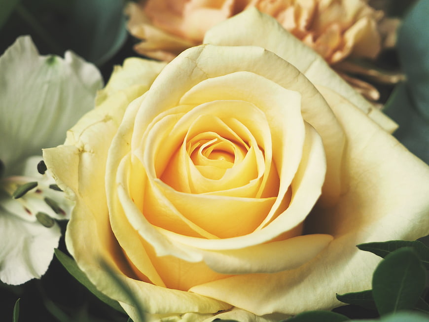 Close-up of a yellow rose with white lily and green leaves