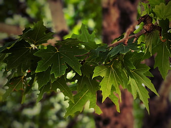 Close-up of vibrant green maple leaves on a tree branch