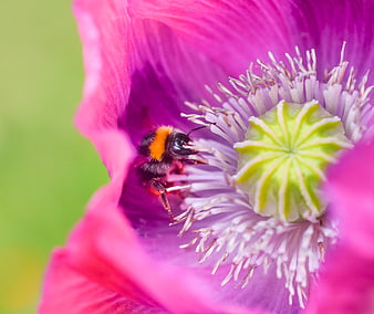Close-up of a bumblebee pollinating a vibrant pink poppy flower