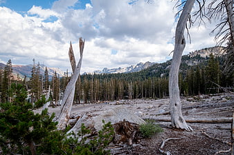 Dead trees and mountains in a forest landscape