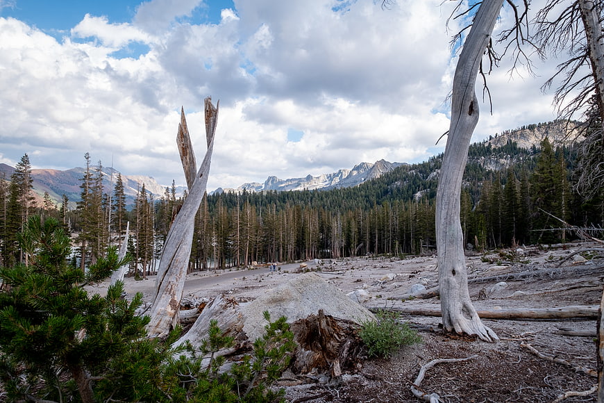 Dead trees and mountains in a forest landscape