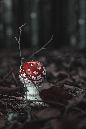 Red Fly Agaric Mushroom in Dark Forest Floor