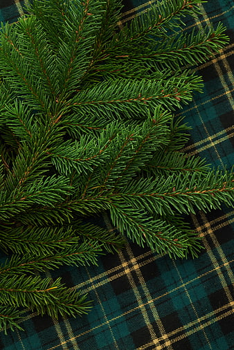 Fresh Pine Branches on Tartan Plaid Background