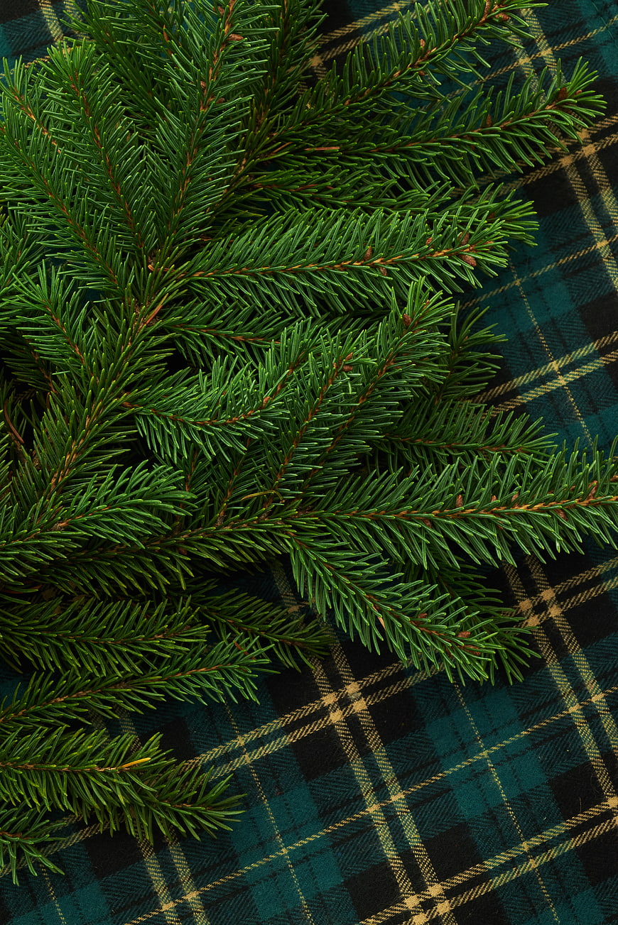 Fresh Pine Branches on Tartan Plaid Background