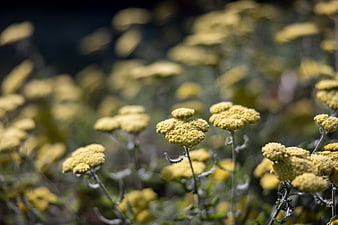 Close-up of yellow wildflowers with blurred natural background